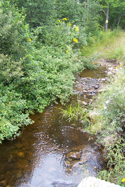 Trout brook on property