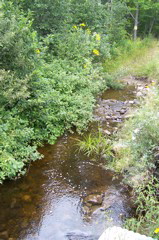 Trout brook on property